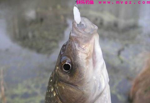 深秋正式改用6种纯天然饵料，钓鲫鲤草全靠
