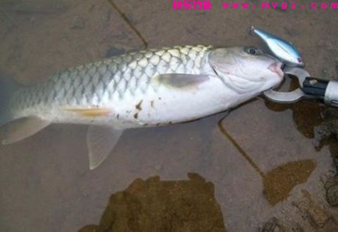 深秋野钓鲫鱼应该如何选饵？
