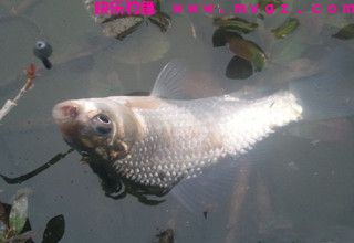 江河、湖库钓鲫鱼的2款饵料配方
