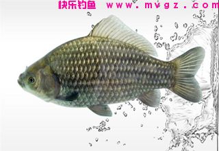 专攻鲫鱼鲤鱼的中药配方窝料