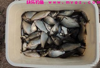 自制速效鲫鱼窝料，一年四季都适用