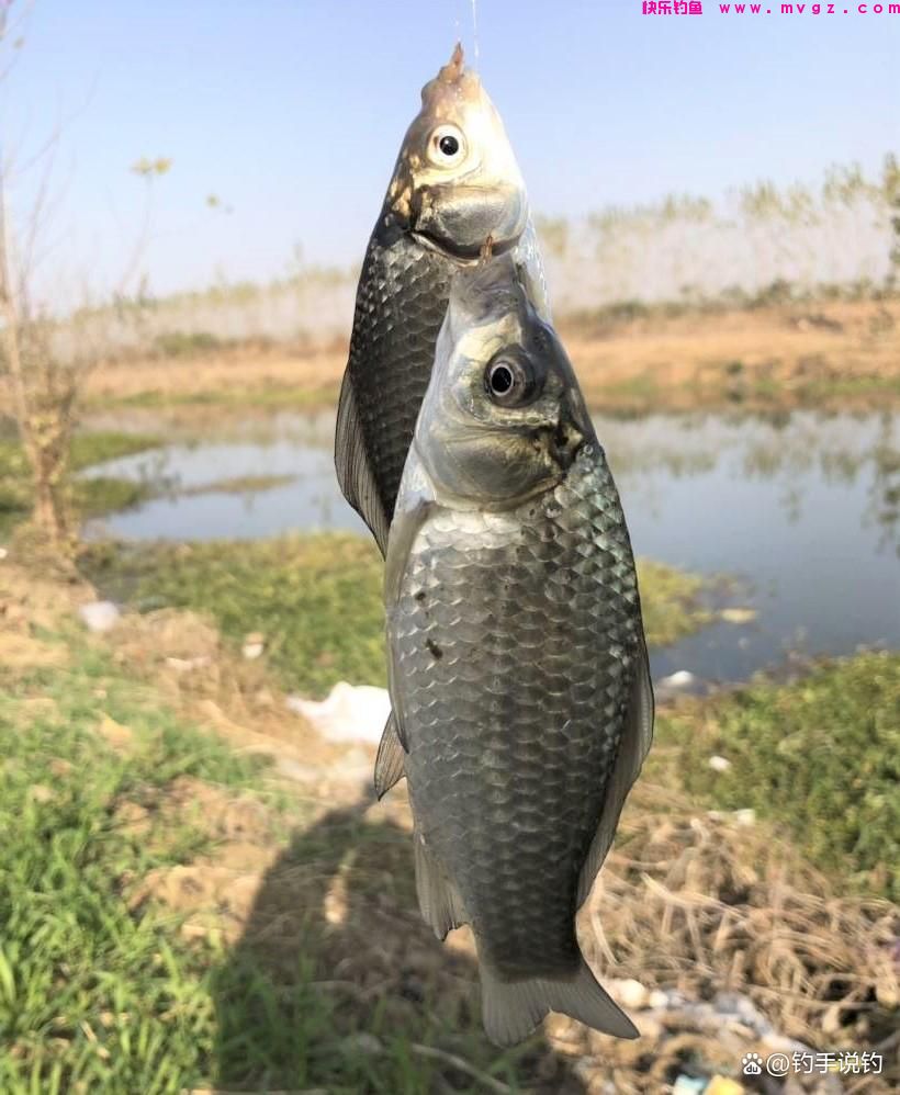 钓鲫鱼什么水情鱼情适合钓灵或钓钝？在这些