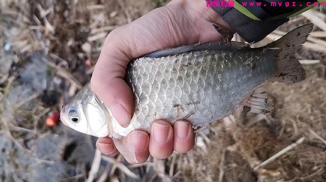春季野钓鲫鱼怎么用饵？教你高效配饵“秘诀”，新手也能轻松“爆护”