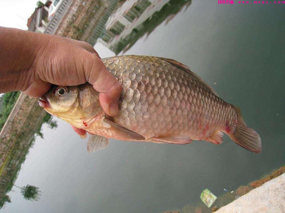 关于新手钓鲫，其实只要注意这四个细节，想要钓不到都难