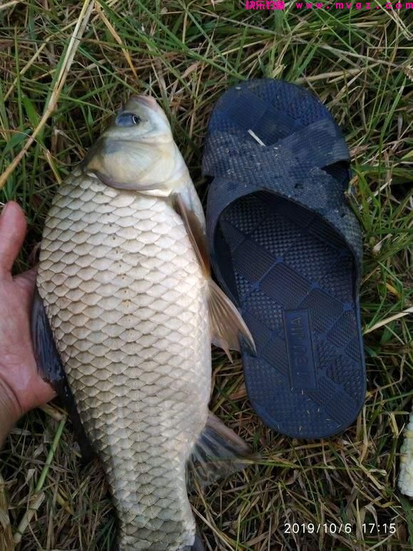 夏季野钓大鲫鱼攻略，大小水域都能钓，钓位深度要找好