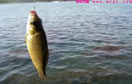 钓鲫鱼最好的时间，遵循这些“野钓老规矩”，新手也能连竿