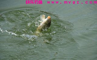 要想渔获多，钓鱼跟氧走