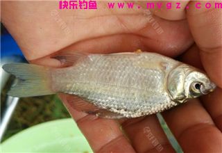 新手钓鱼需知的钓前准备及注意事项