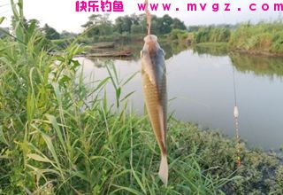 中老年钓鱼人如何提高钓技？