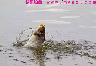 子线长短对渔获的影响