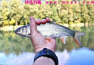 如何养活钓回来的鱼，关键在水质上