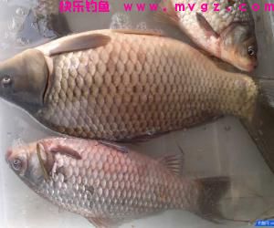 初春时节如何用海竿串钩钓鲫鱼