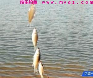 掌握这5种串钩钓鱼方法，快速上鱼一整天，