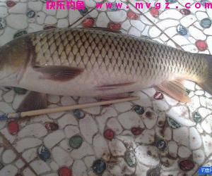 饵料里面加入十三香来钓鱼 鲤鱼疯咬鱼钩