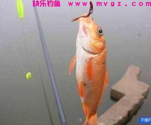 怎样用蚯蚓钓鱼上鱼快