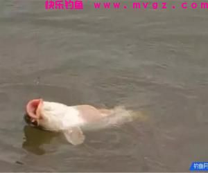 鱼儿上钩后，收线抬线的4个步骤，钓鱼人不