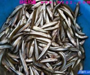 夏季钓鱼避白条是个问题，这些技巧帮你轻松解决难题，顺利钓大鱼