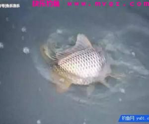 秋天钓鲤鱼找鱼窝的诀窍，4种找鱼技巧让钓