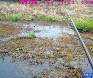 长竿短线钓草洞，钓友总结8年经验技巧
