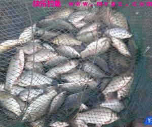 钓鱼时连鲫鱼都脱钩？那你肯定是犯了这几个