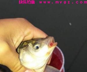见到这种情况下的鱼，一定不要下竿钓鱼！