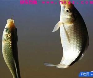 告诉大家钓鱼打窝的几种方法，绝对好用