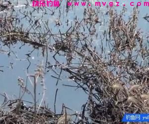 传统钓法杂草水域钓鲫鱼的选窝和逗钓技巧