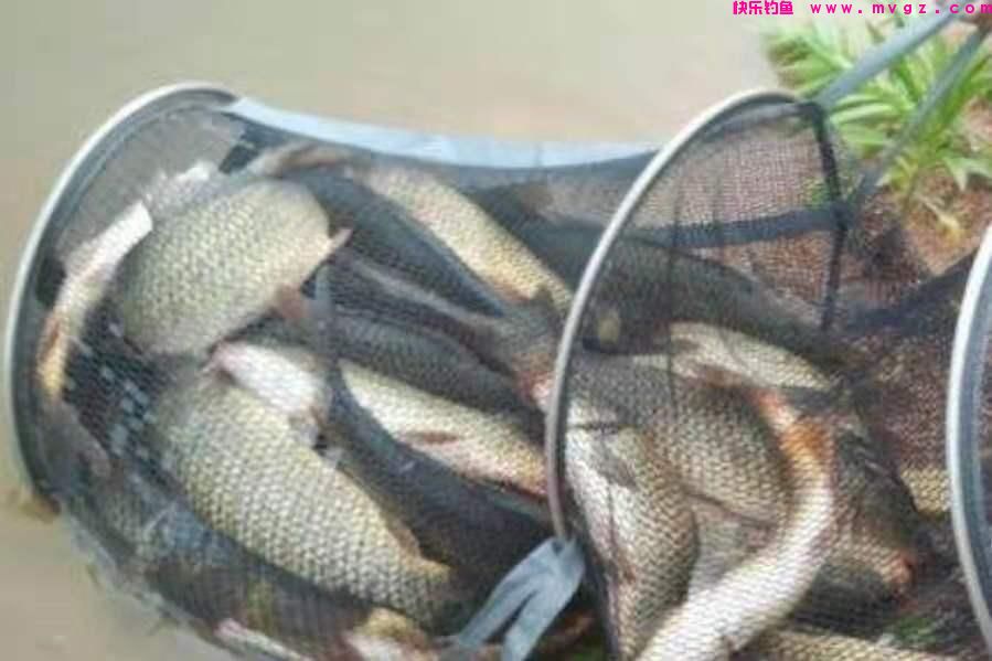 不是跟你吹，鲤鱼钓了二十年，唯独这技巧管