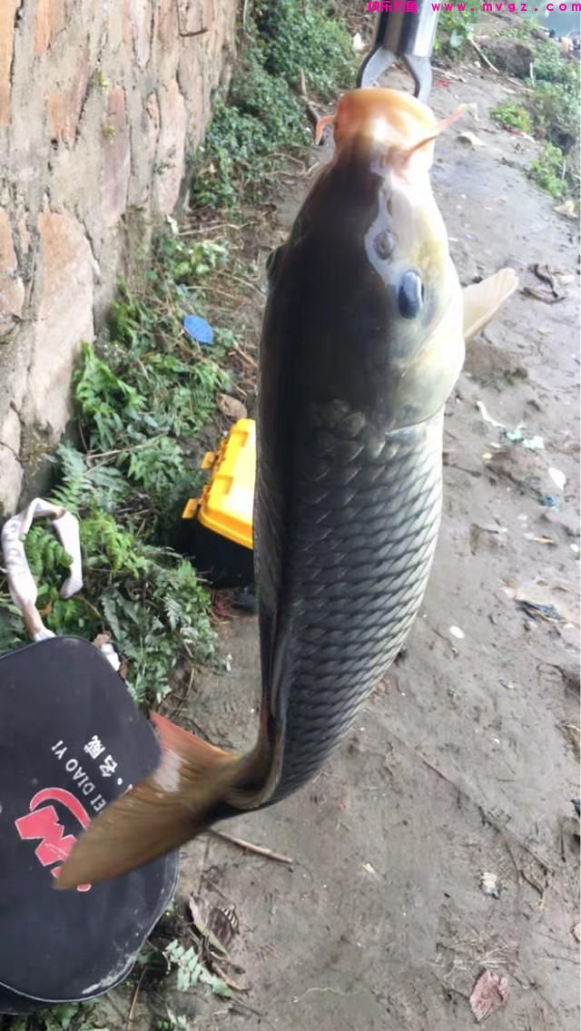 春季钓鲤鱼，我们把握好这几种技巧，保证让