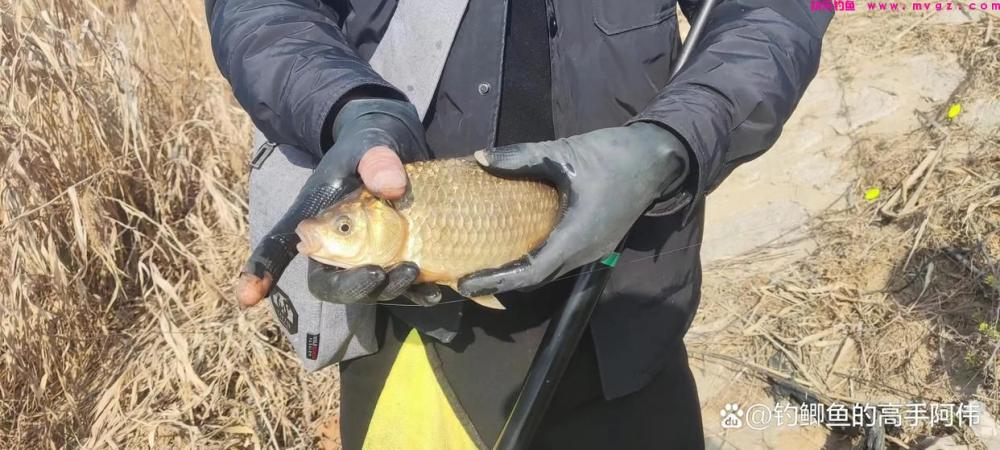 又是一年钓鱼季，老师傅晚春钓大板鲫的一些