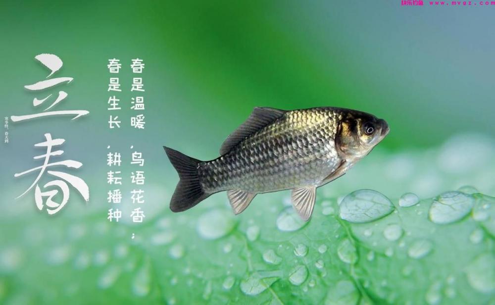 春季野钓也有规律，技巧跟着节气走，不愁鱼