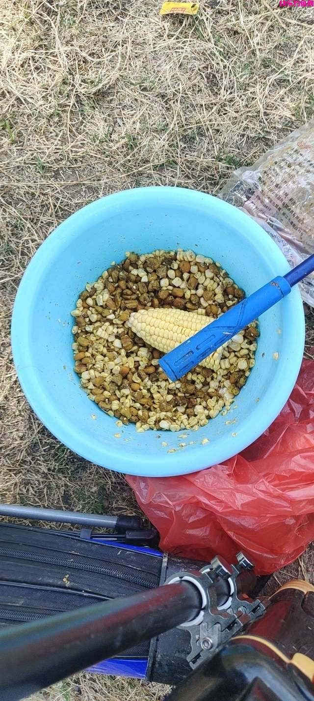 中秋前后野钓鲤鱼攻略，大鲤鱼频出易爆护，