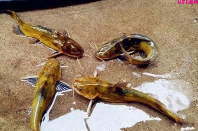 不是我吹，用这饵垂钓黄颡鱼，比蚯蚓更干净
