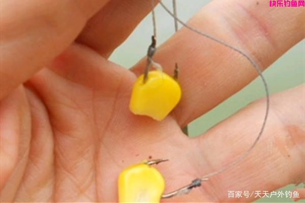 素饵之王，玉米饵料的8种配方，夏季野钓大