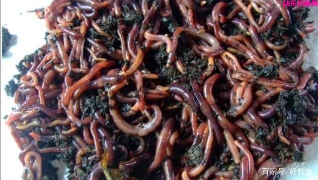 野钓常用好饵料有哪些？推荐的一些饵料，效