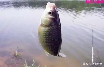 今天介绍七种野钓的饵料在秋季稳稳当当的钓
