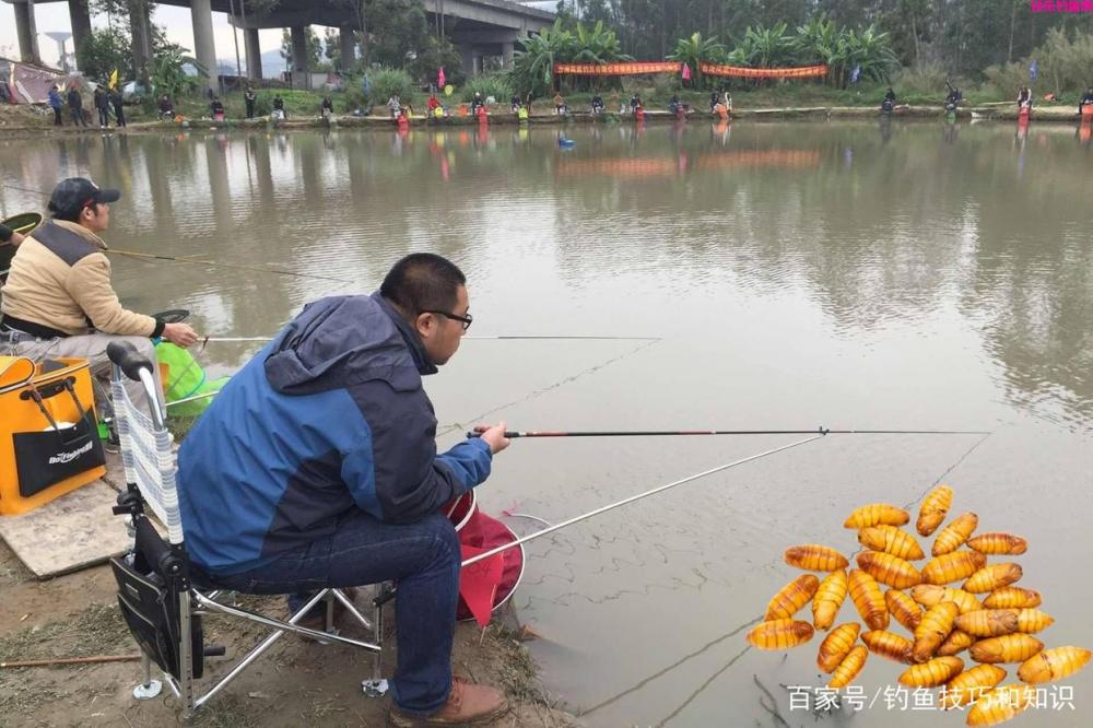 中秋以后钓鱼饵料要加腥，哪些腥味辅助饵料
