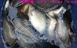 美人鱼鱼线的性能测评 [图]
