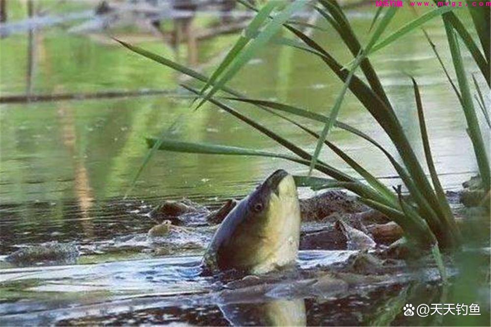 野钓草鱼关键在于钓法，用对了方法，大草鱼