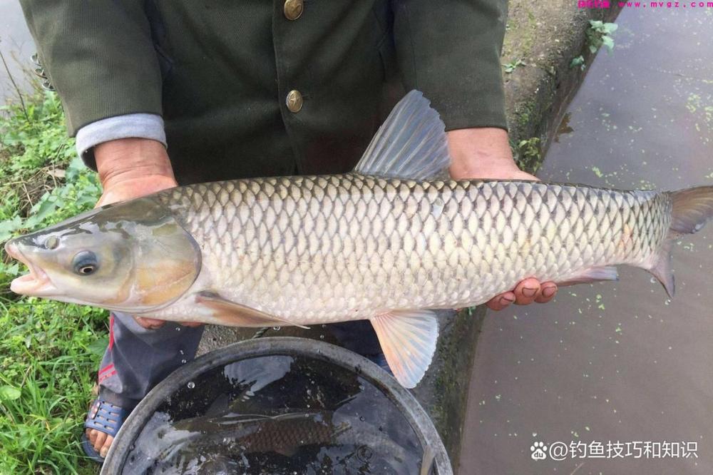 钓草鱼的4个秘诀，选饵、诱鱼、促食和留鱼