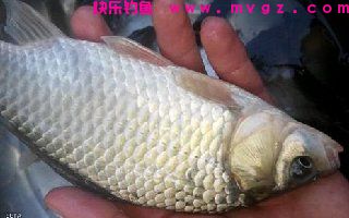化绍新钓鲫鲢草鱼的饵料配方与授课笔记