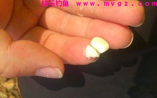 玉米颗粒捏软钓草鱼效果好
