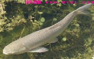 民间高手钓草鱼的自制饵料秘方