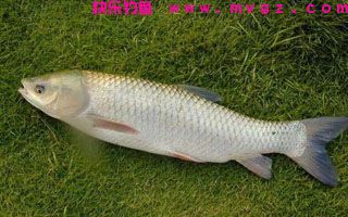 巧设草窝诱钓大草鱼的技巧