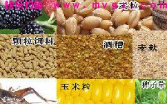 钓草鱼常用的饵料以及窝料（狗尾巴草、嫩芦苇）