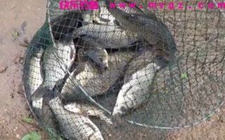 钓不同鱼类(鲫鲤草鲢)添加小药的钓鱼技巧
