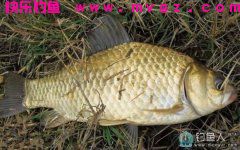 自制野钓玉米粒面窝窝头鱼饵（通杀鲫鲤草鱼