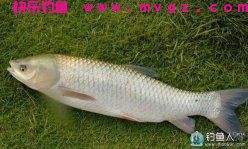 诱钓合一的自制钓草鱼饵料配方详解