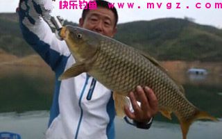 苞谷酒糟钓草鱼的配方详解