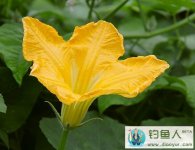 垂钓草鱼饵料窝料实战配方（芦苇麸皮玉米面）
